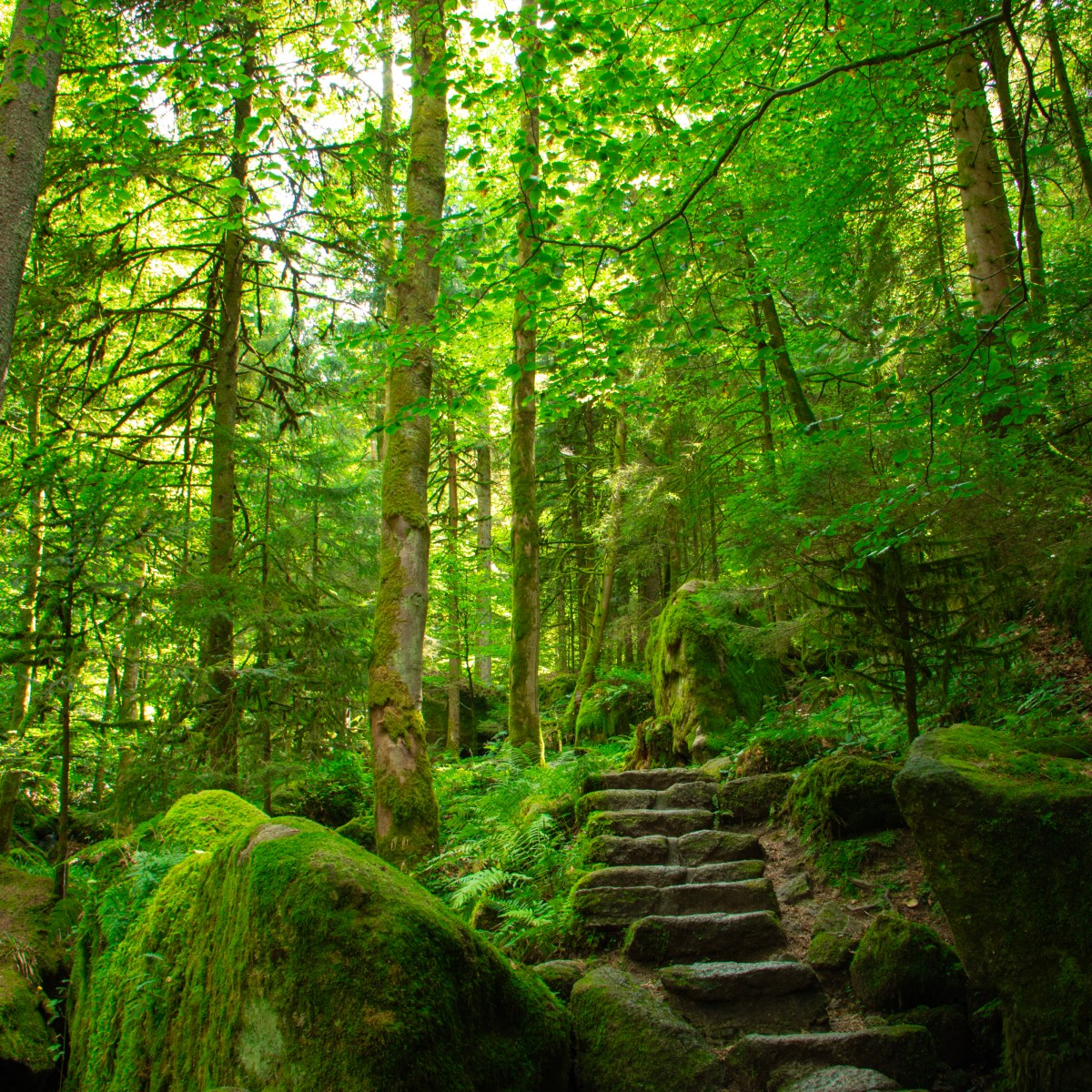 Magischer Schwarzwald-Moment