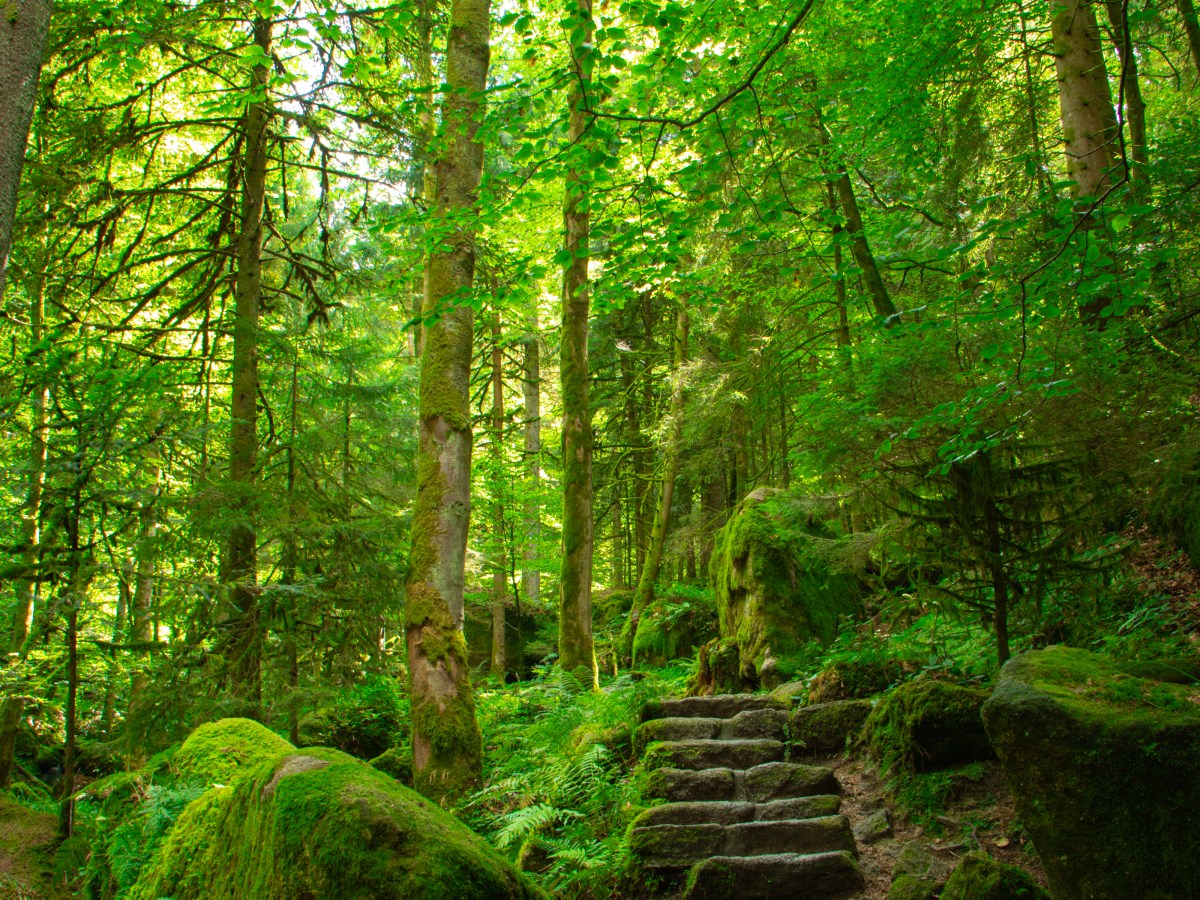 Magischer Schwarzwald-Moment