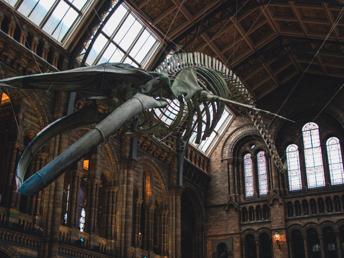 The Natural History Museum,&nbsp;London