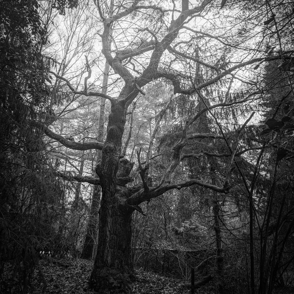 Im Atem des&nbsp;Nebels