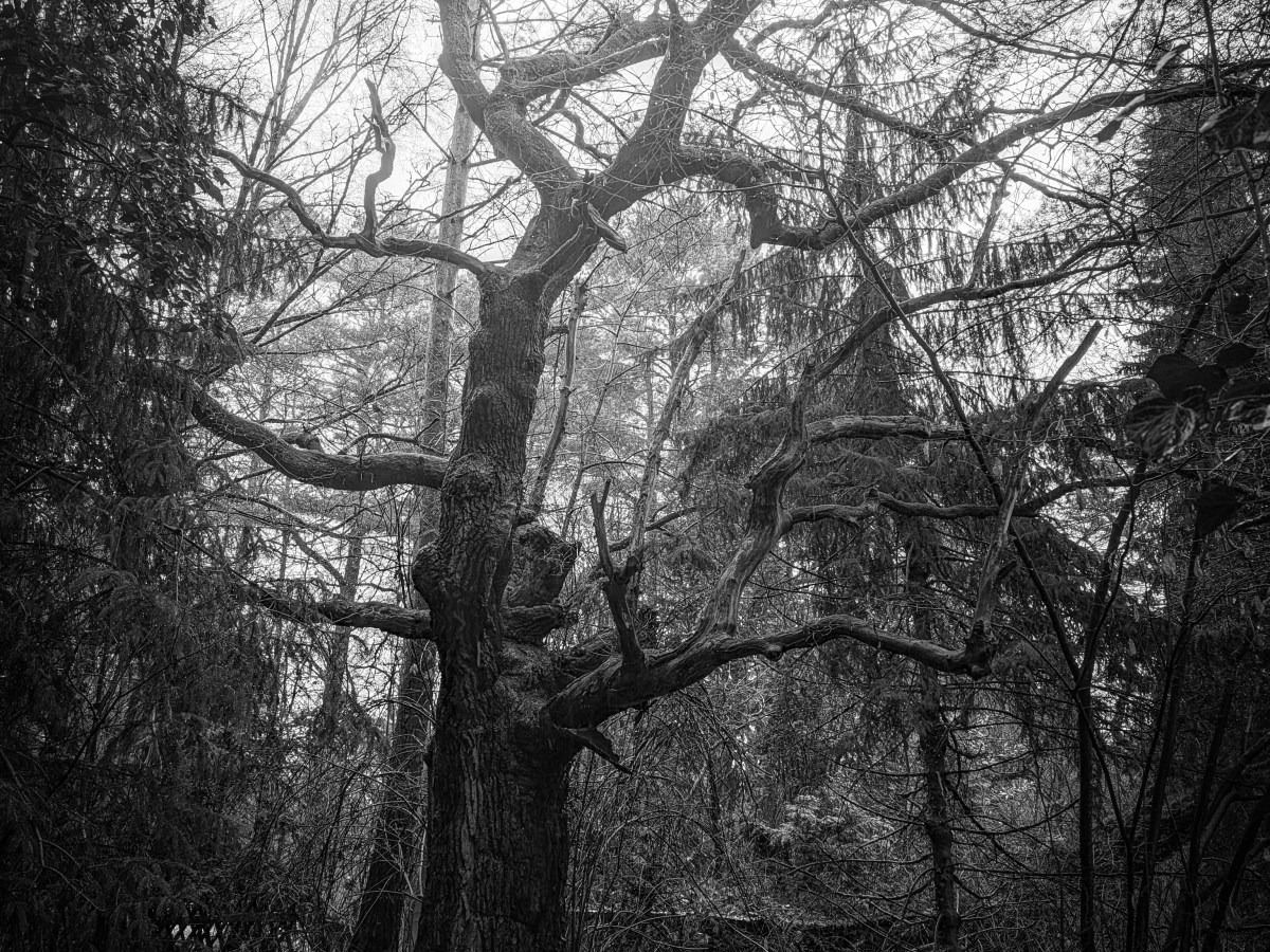 Im Atem des&nbsp;Nebels