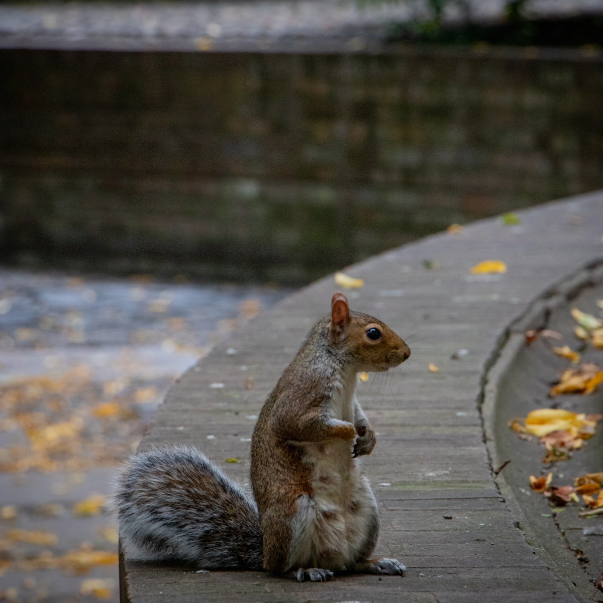 Kleiner Wächter zwischen&nbsp;Ruinen